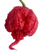 Carolina Reaper