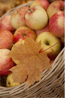 Apple Crisp apple variety