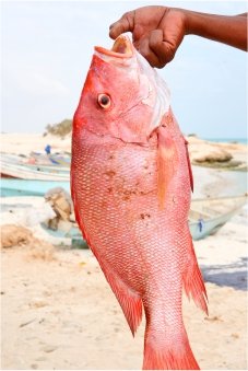 Red Snapper en Papillote-snapper