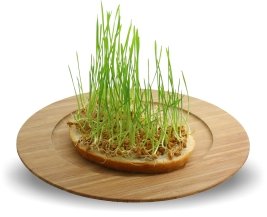 Sliver Hills Bakery Monthly 2015-sprouts