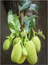 JACKFRUIT-Monthly JAN 2016-jackfruit